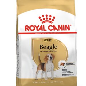 Beagle Adult