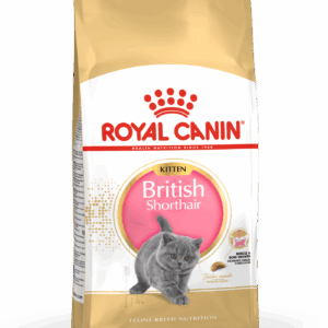British Shorthair Kitten