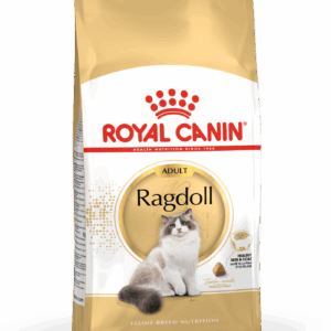 RAGDOLL Adult