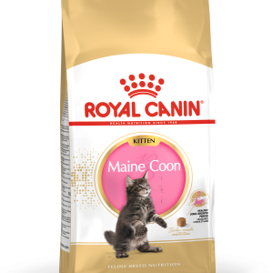 fbn2016-packshot-maine-coon-kitten